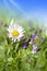 Daisy flowers close-up