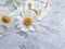 daisy flowers on concrete background summer frame romantic compositio