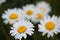 Daisy flowers on a daisy field, in the foreground daisy in focus, in the background daisies out of focus.