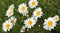 Daisy flowers field