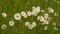 Daisy flowers in a field - Bellis perennis