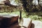 Daisy flowers in glass vase on stairs in sunlight near rustic ho