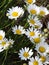 Daisy flowers grow as wildflowers in NYS