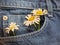 Daisy flowers in jeans pocket