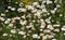 Daisy Flowers Meadow Oregon Wildflowers