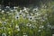 Daisy flowers on the meadow in summer evening. Flowering chamomiles