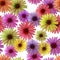 Daisy flowers pattern .