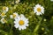 Daisy flowers, pictures of daisy flowers for lovers day, the most wonderful natural daisies for web design