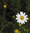 Daisy flowers, pictures of daisy flowers for lovers day, the most wonderful natural daisies for web design