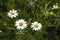 Daisy flowers, pictures of daisy flowers for lovers day, the most wonderful natural daisies for web design