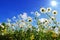 Daisy flowers in summer