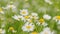 Daisy flowers. Summer chamomile herbal flowers field landscape. Matricaria Chamomilla L.