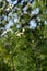 Daisy flowers in windy day. Chamomiles in summer garden