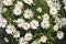 Daisy flowers in yellow white garden