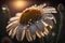 Daisy with frozen drops of water during a sunset