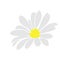 Daisy fsummer flower, floral elements hand drawn