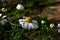 Daisy in the garden close up