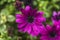 Daisy gerbera flower violet blooming in the garden in Iceland, s