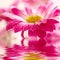 Daisy-gerbera reflected in water