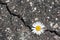 Daisy growing from cracked asphalt