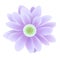 Daisy - hand made clipping path included