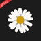 Daisy. icon on black background. vector design