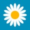 Daisy icon, summer symbol