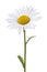daisy isolated pictures