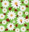 Daisy and ladybug pattern