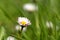 A daisy in the lawn - close up