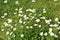 Daisy Leucanthemum vulgare and common self-heal Prunella vulgaris on a lawn