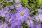 Daisy like lavender-blue flowers of aster frikartii close-up.