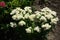 Daisy-like white flowers of Tanacetum parthenium in June
