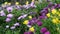 Daisy or marguerite colorful flowers, California USA. Aster or cape marigold multicolor purple violet bloom. Home