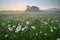 Daisy meadow on foggy morning