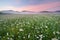 Daisy meadow on foggy morning