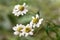 Daisy Meadow - spring-like background