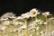 daisy on the meadow a spring morning close up of fresh daisies growing backlit by rising sun may poland