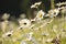 daisy on the meadow a spring morning close up of fresh daisies growing backlit by rising sun may poland