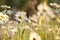 daisy on the meadow a spring morning close up of fresh daisies growing backlit by rising sun may poland