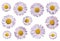 Daisy or moonflower or marguerite flower isolated on transparency.