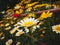 Daisy in the mountain of sikkim