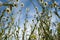 Daisy, OxeyeLeucanthemum vulgare