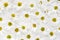 Daisy pattern. Flat lay spring and summer flowers background. Flat lay. Dense texture