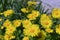 Daisy. Perennial daisies. Yellow garden flowers