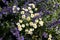 Daisy perennial flower of the Aster family pharmacy plant herbaceous symbol of love