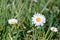 The daisy is a persistent, herbaceous plant