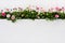 Daisy pink spring time flowers on white wooden background for de