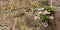 A Daisy Plant Growing in a Stone Wall