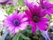 Daisy purple and pimk flower